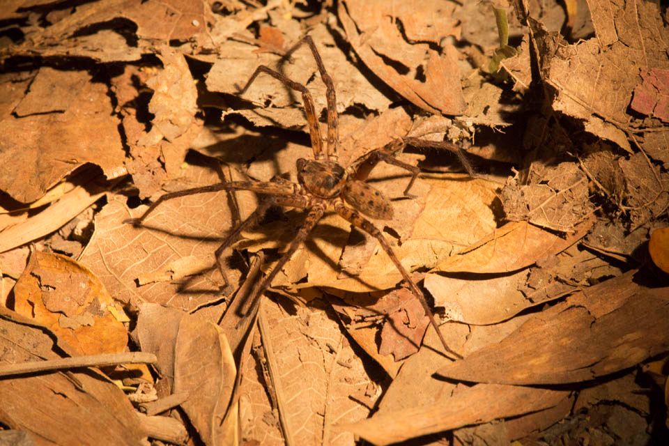 Huntsman Spider (Heteropoda sp) (Heteropoda sp)